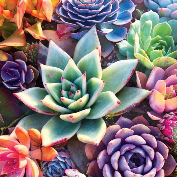 Simple Succulent - 1000 Piece Jigsaw Puzzle - Picture 2 of 6